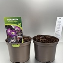 Weekaanbod foto 1