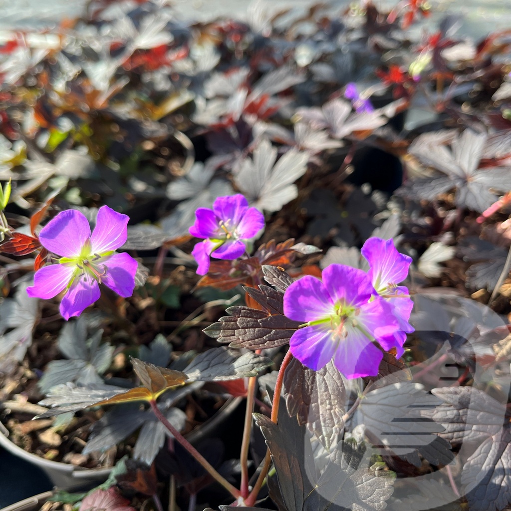 Geranium 'Stormy Night'®