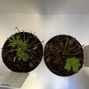 Weekaanbod foto 2