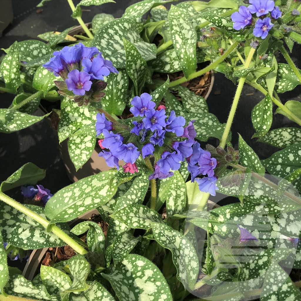 Pulmonaria 'Trevi Fountain'®