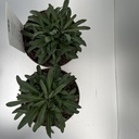 Weekaanbod foto 2