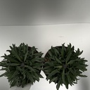 Weekaanbod foto 2