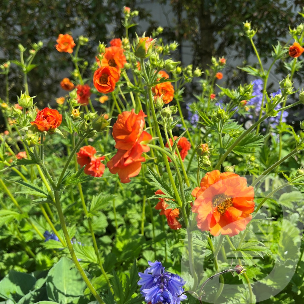 Geum 'Tropical Tempest'®