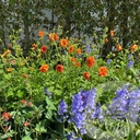 Geum 'Tropical Tempest'®