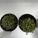 Weekaanbod foto 2