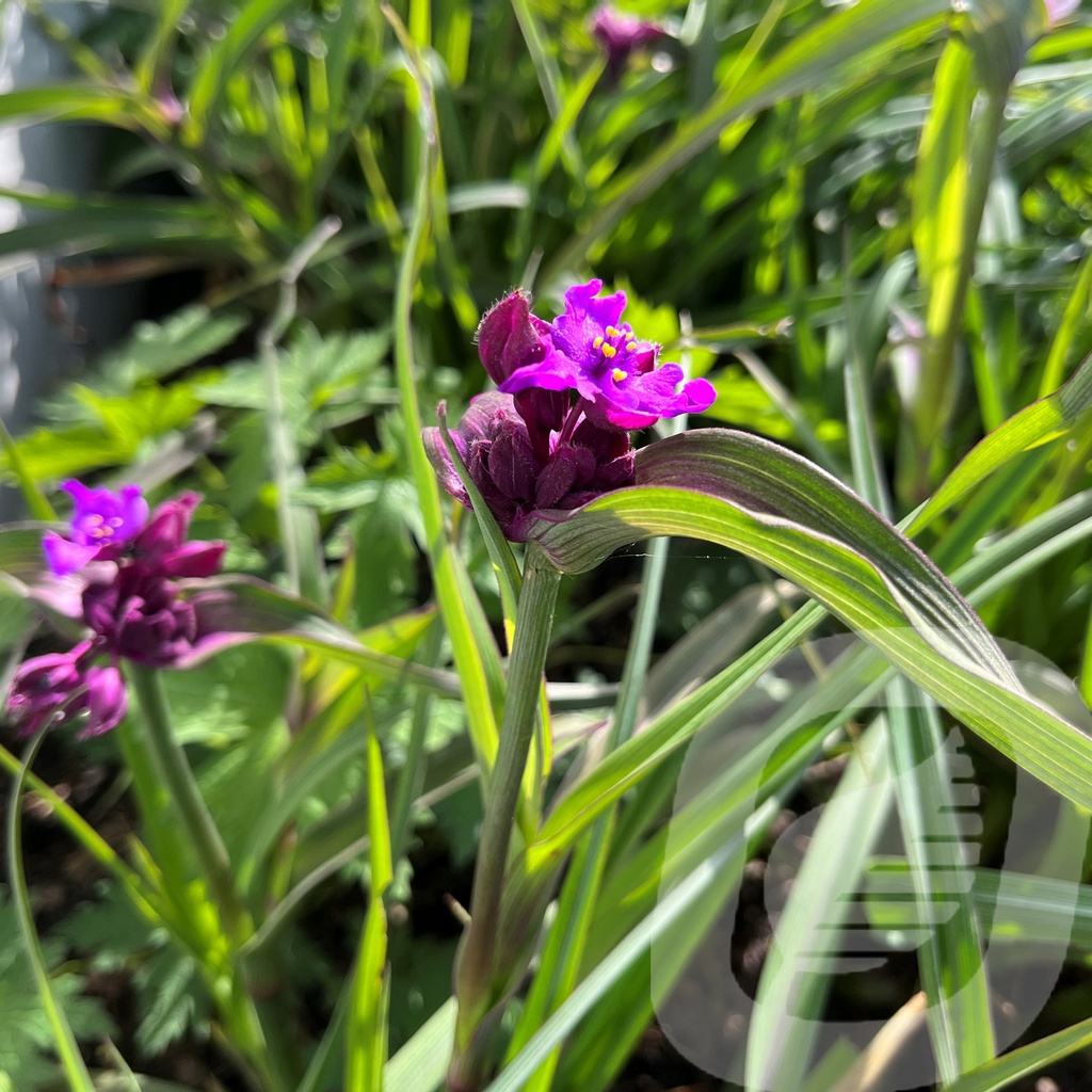 Tradescantia 'JS Brainstorm'®