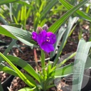 Tradescantia 'JS Brainstorm'®