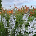 Veronica 'Tissington White'