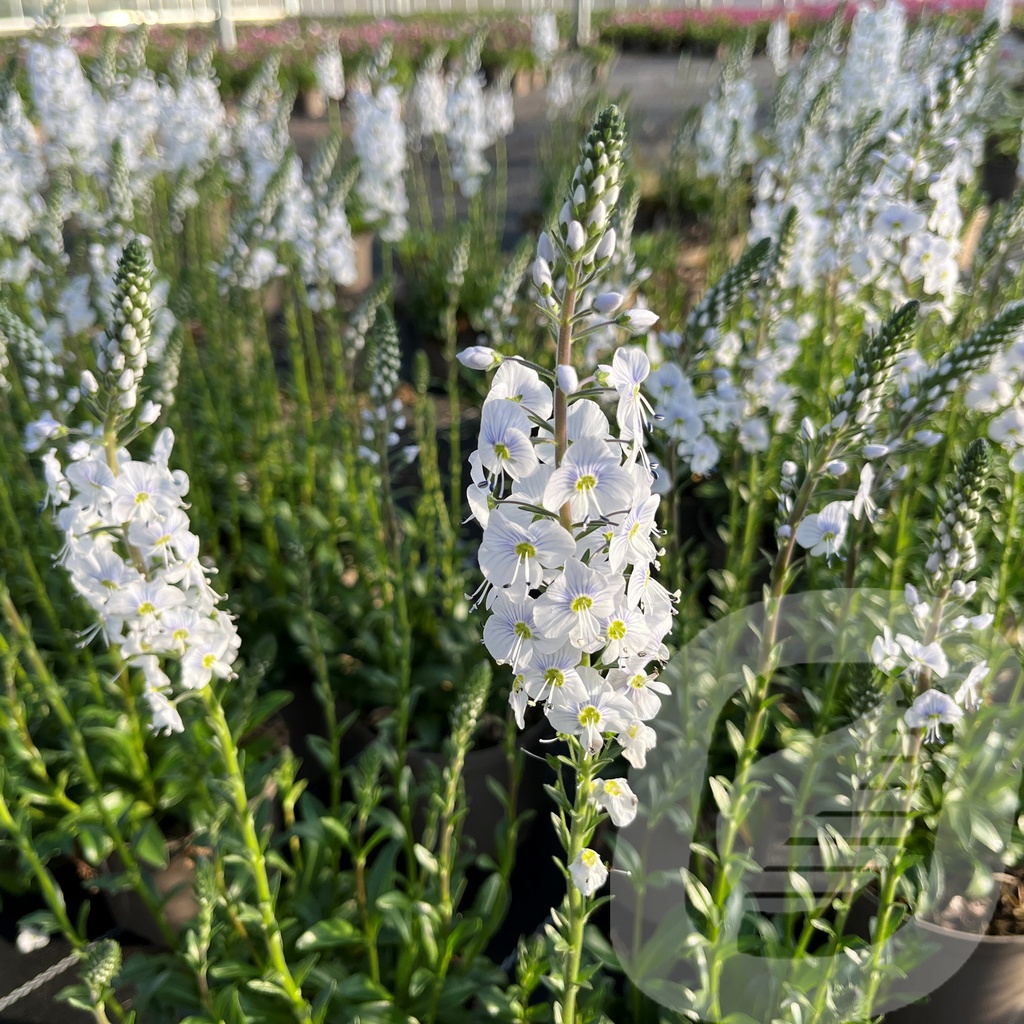 Veronica 'Tissington White'