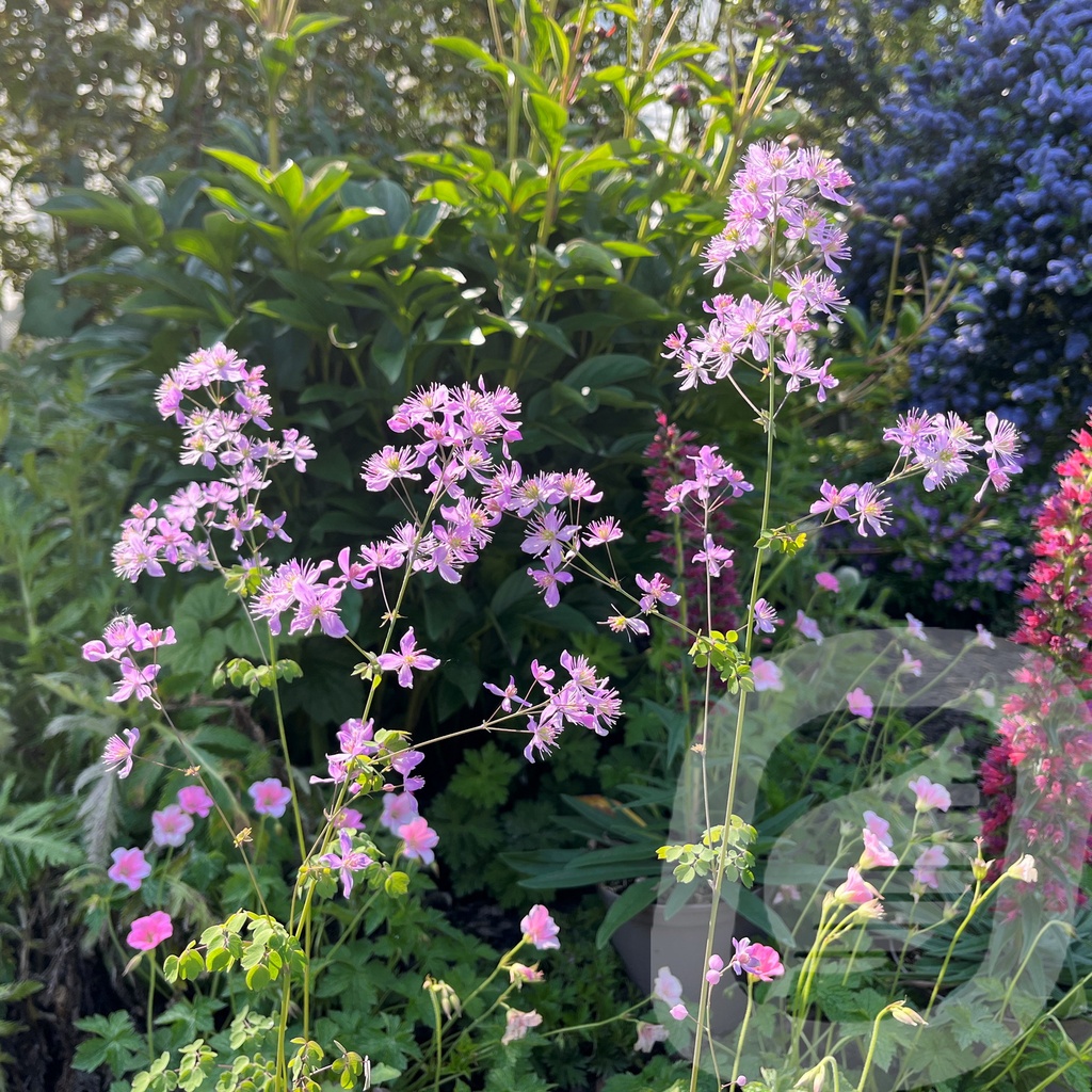 Thalictrum 'Fairy Wings'®