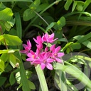 Allium oreophilum