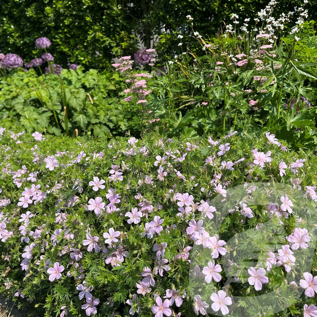 Geranium 'Pink Pouffe'®