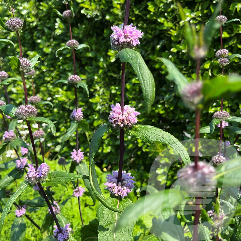 Phlomis tub. 'Amazone'