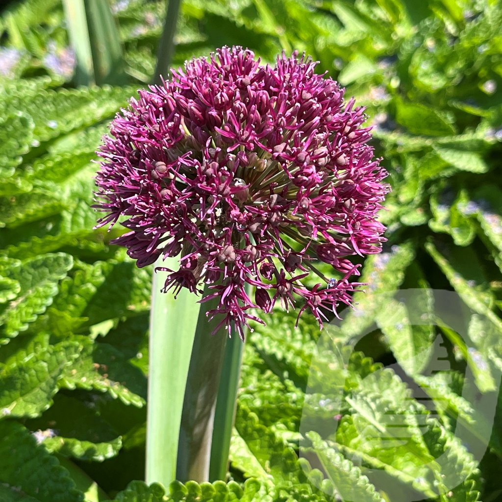 Allium 'Ostara'