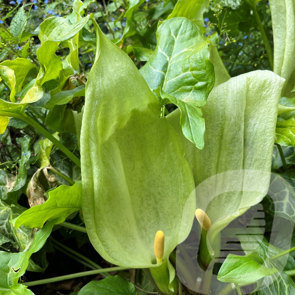 Arum italicum