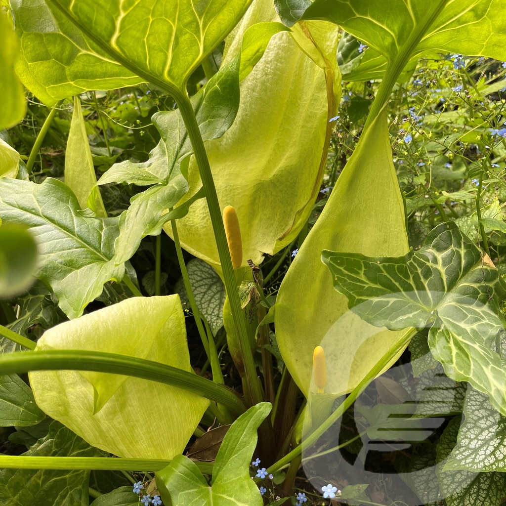 Arum italicum