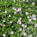 Geranium 'Confetti'®