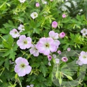 Geranium 'Confetti'®