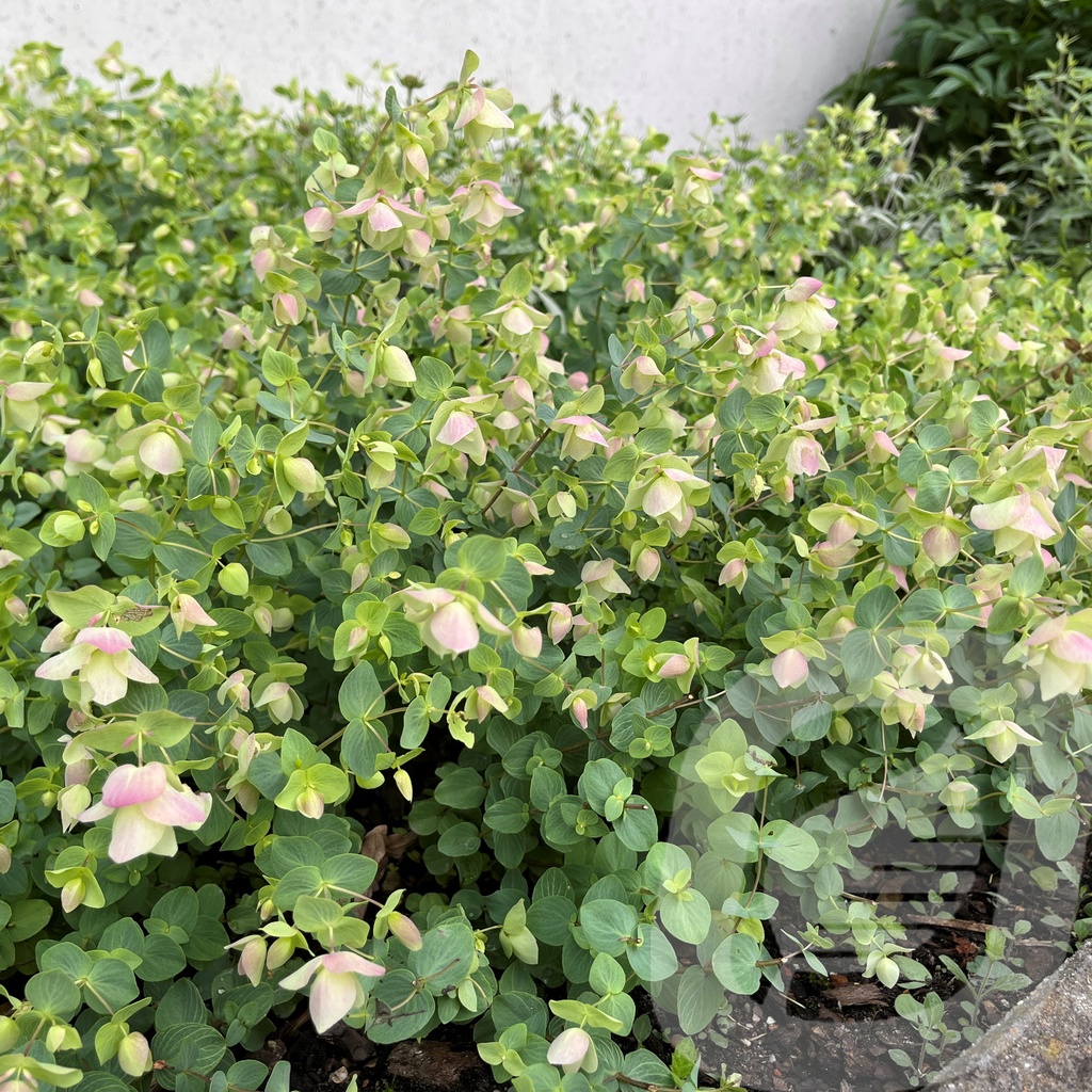 Origanum 'Kent Beauty'