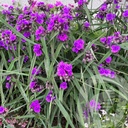 Tradescantia 'JS Brainstorm'®