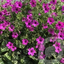 Geranium 'Patricia'