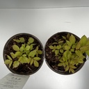Weekaanbod foto 2