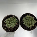 Weekaanbod foto 2