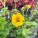 Geum 'Solar Tempest'®