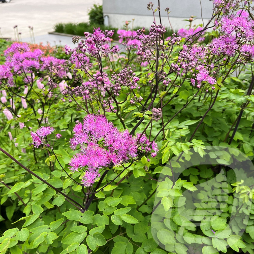 Thalictrum 'Black Stockings'®