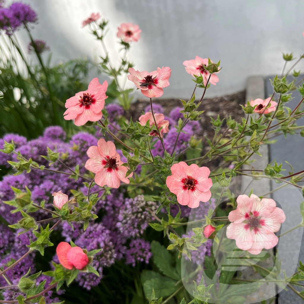 Potentilla hopwoodiana