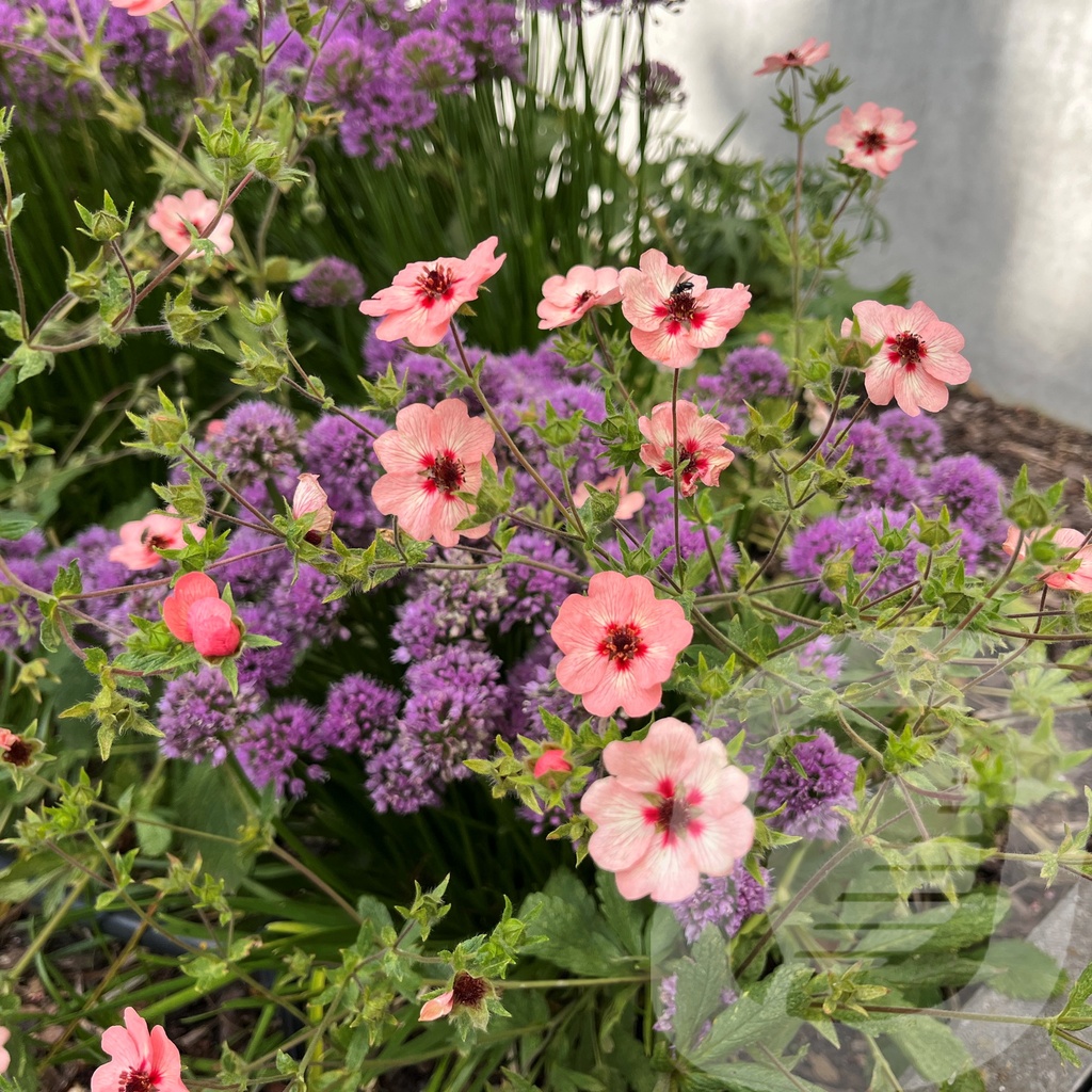 Potentilla hopwoodiana