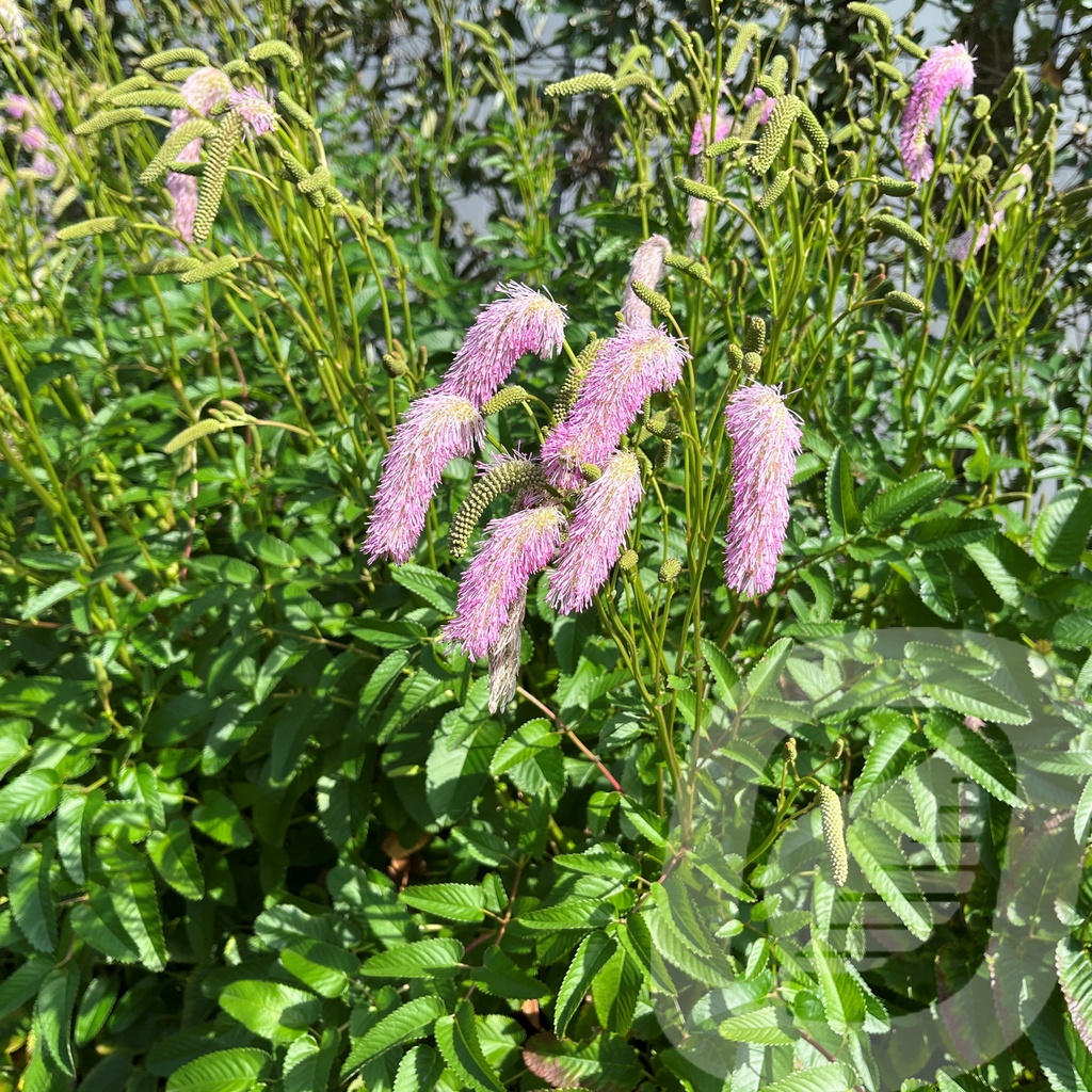 Sanguisorba 'Pink Brushes'