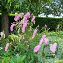 Sanguisorba 'Pink Brushes'