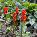 Arum italicum