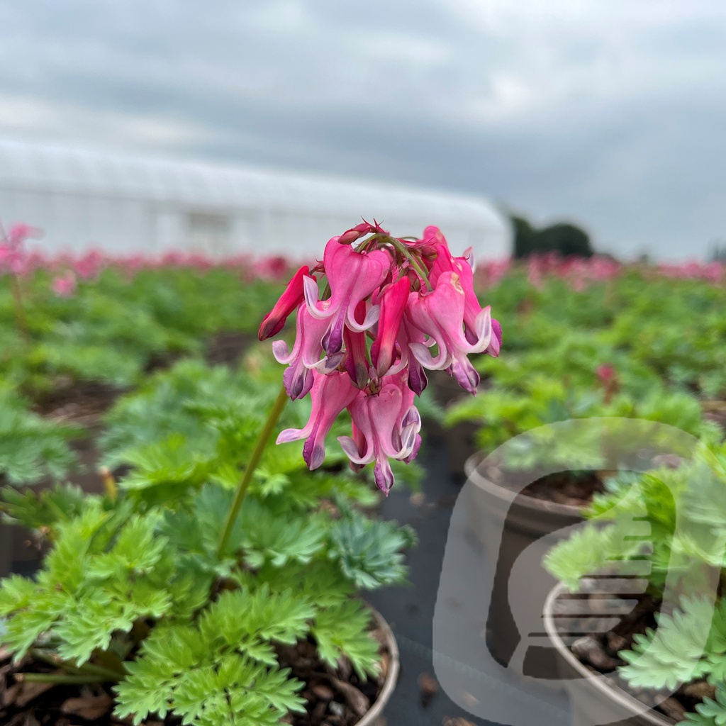 Dicentra 'Pink Diamonds'®