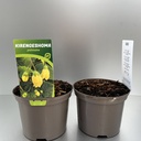Weekaanbod foto 1