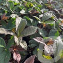 Rodgersia 'Bronze Peacock'®