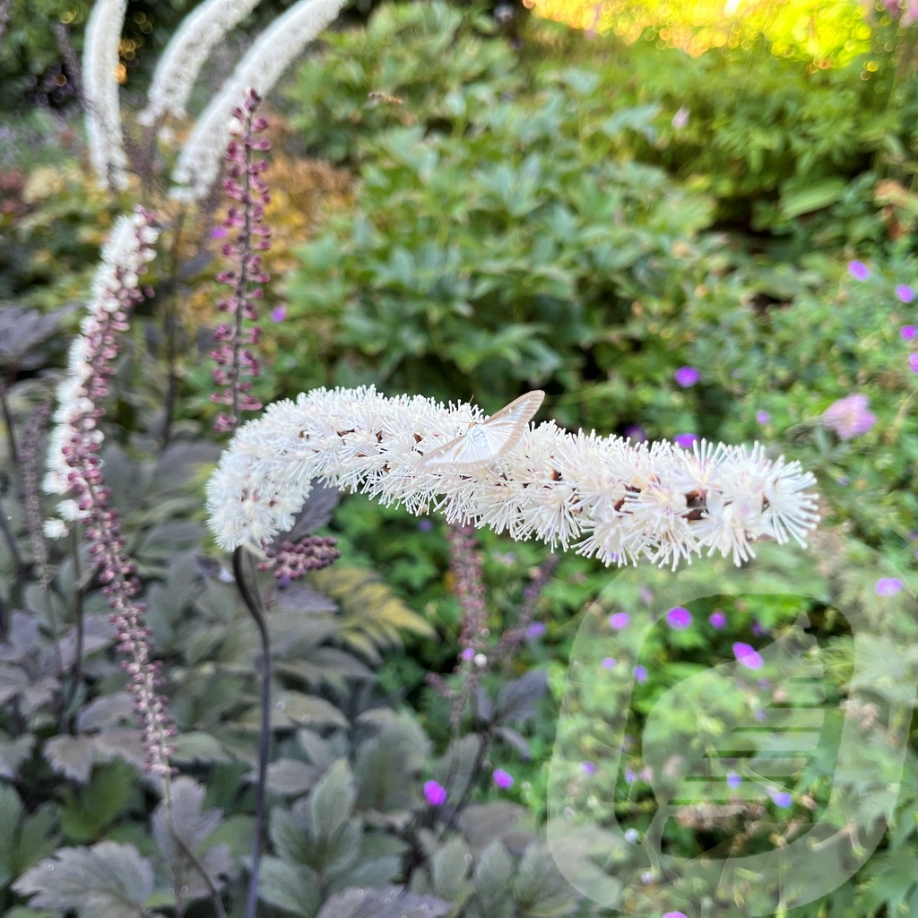 Actaea 'Chocoholic'®