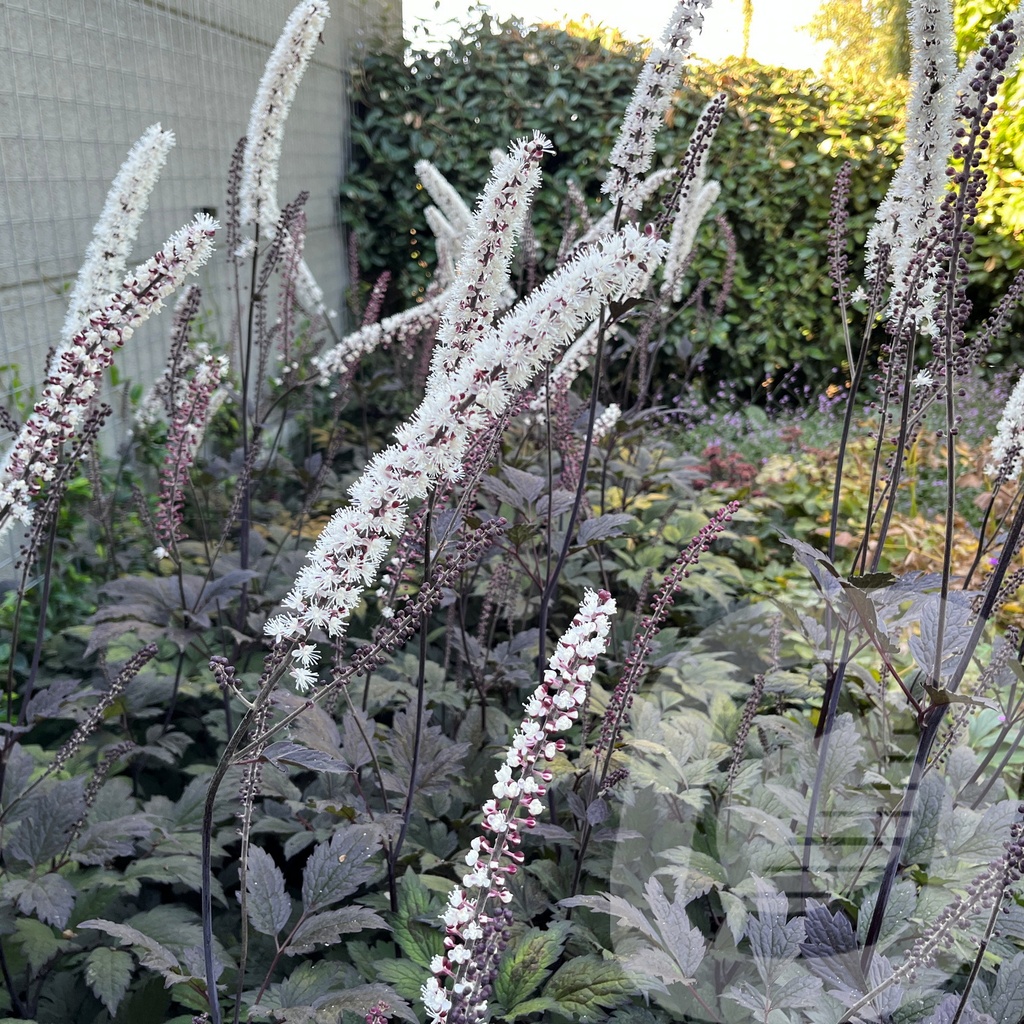 Actaea 'Chocoholic'®