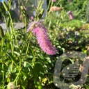 Sanguisorba 'Pink Brushes'