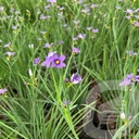 Sisyrinchium 'Lucerne'