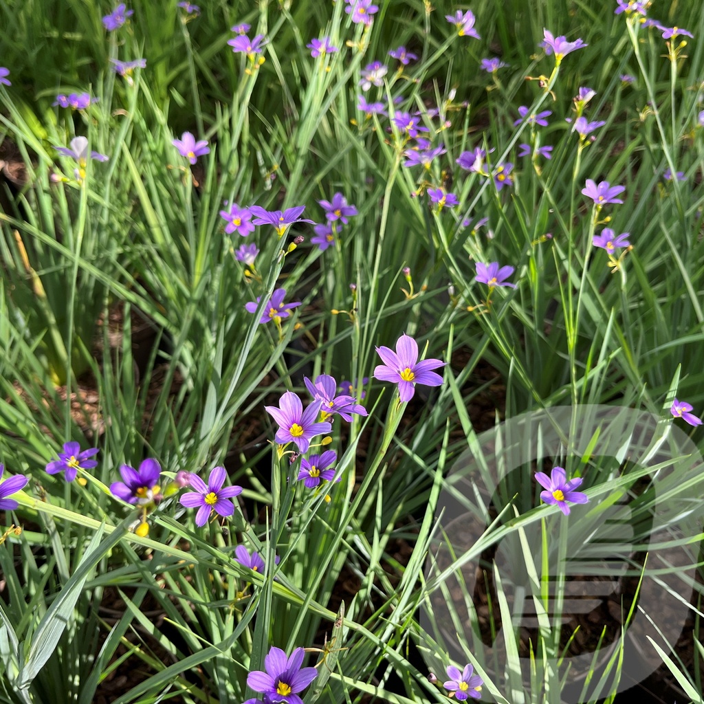 Sisyrinchium 'Lucerne'