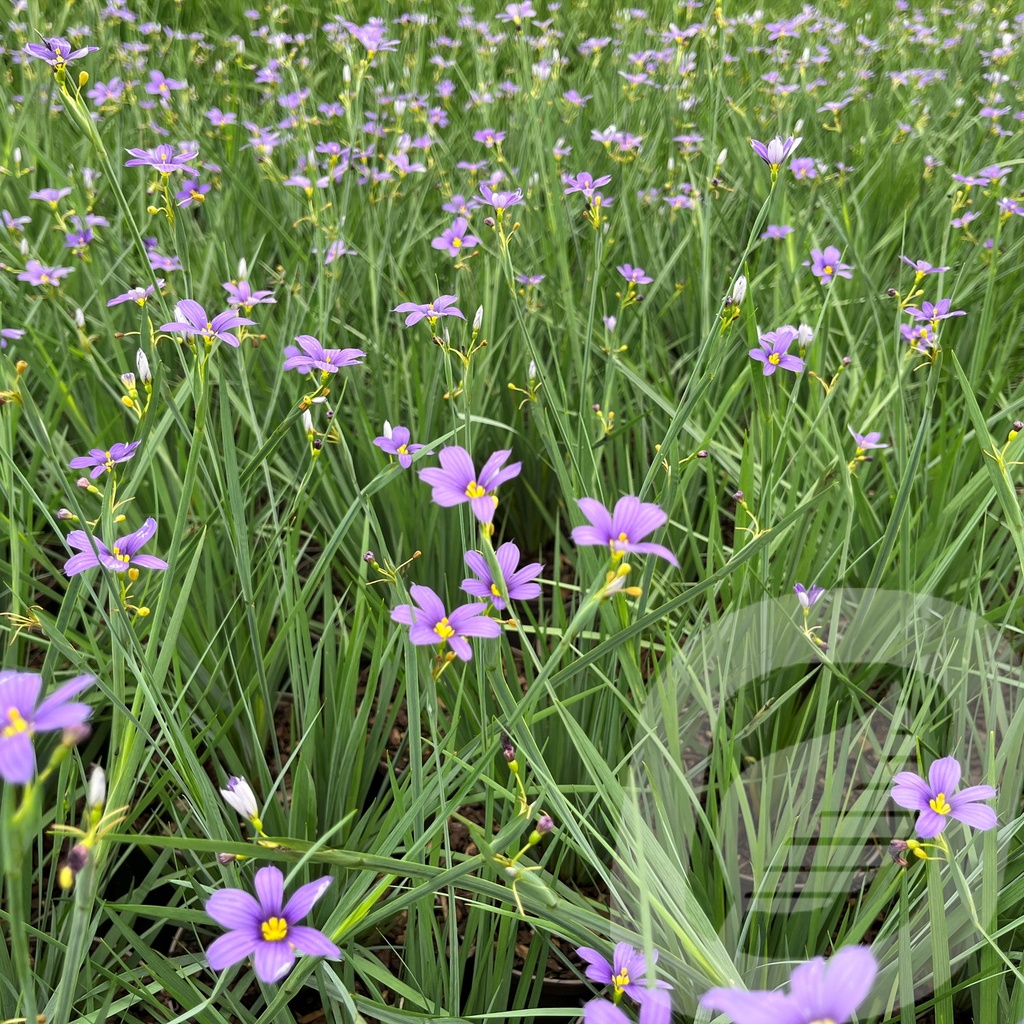 Sisyrinchium 'Lucerne'