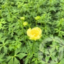 Trollius 'Fullmoon'®