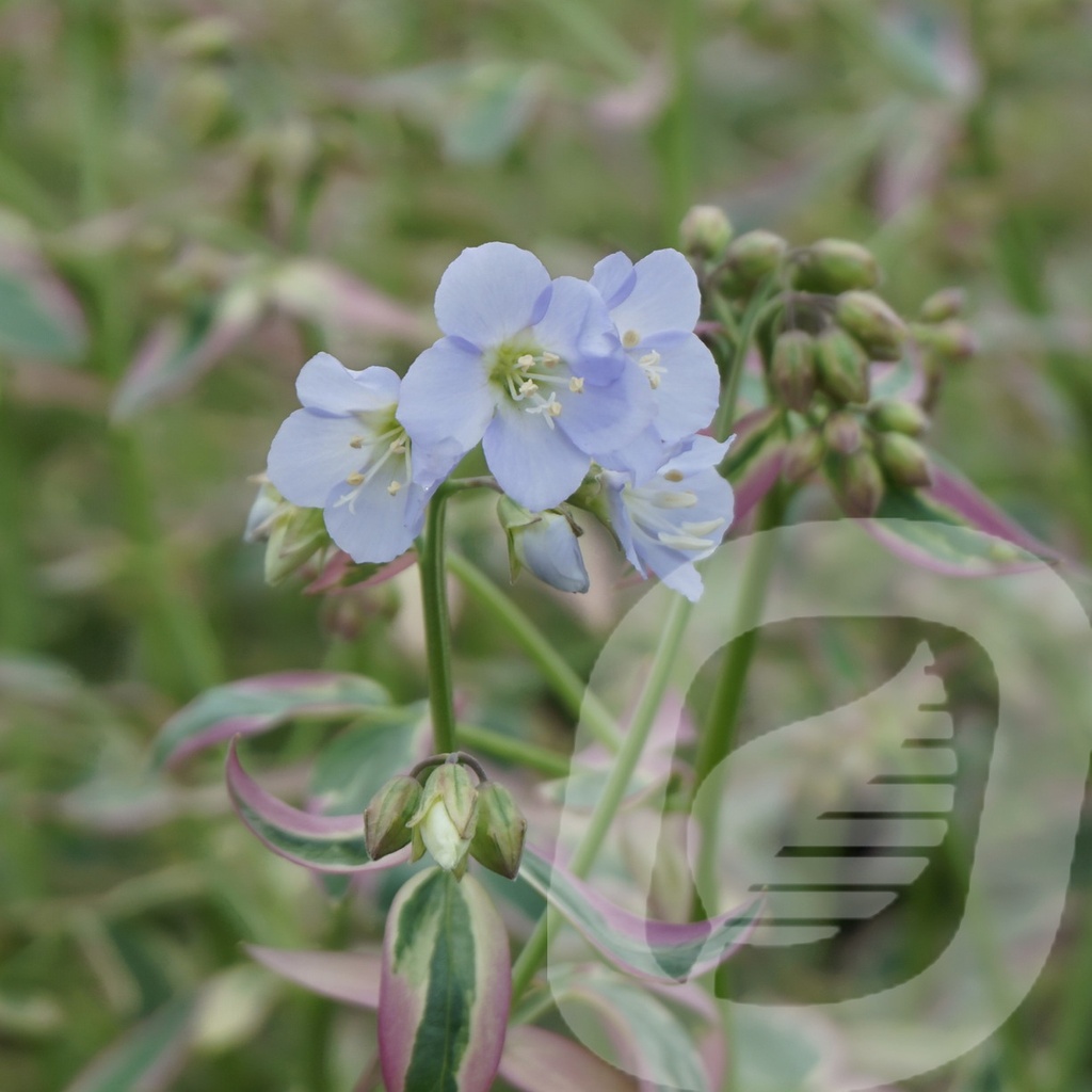 Polemonium 'Stairway to Heaven' ®