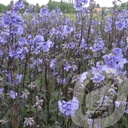 Polemonium 'Bressingham Purple'®