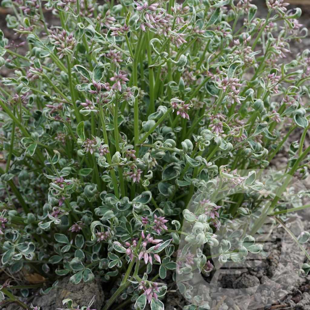 Polemonium 'Touch of Class' ®