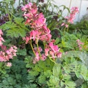 Dicentra 'Pink Diamonds'®