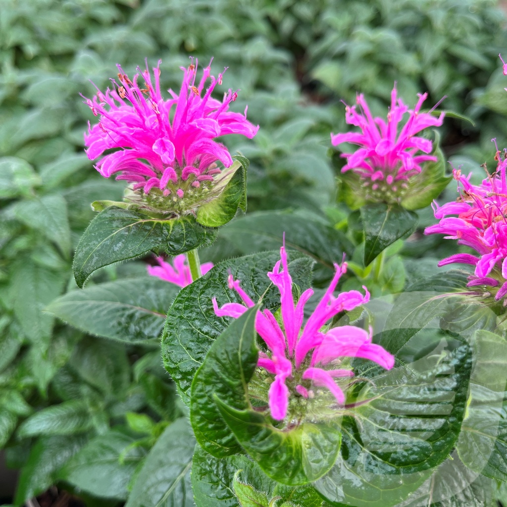 Monarda didyma BeeMine™ 'Pink'