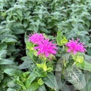 Monarda didyma BeeMine™ 'Pink'